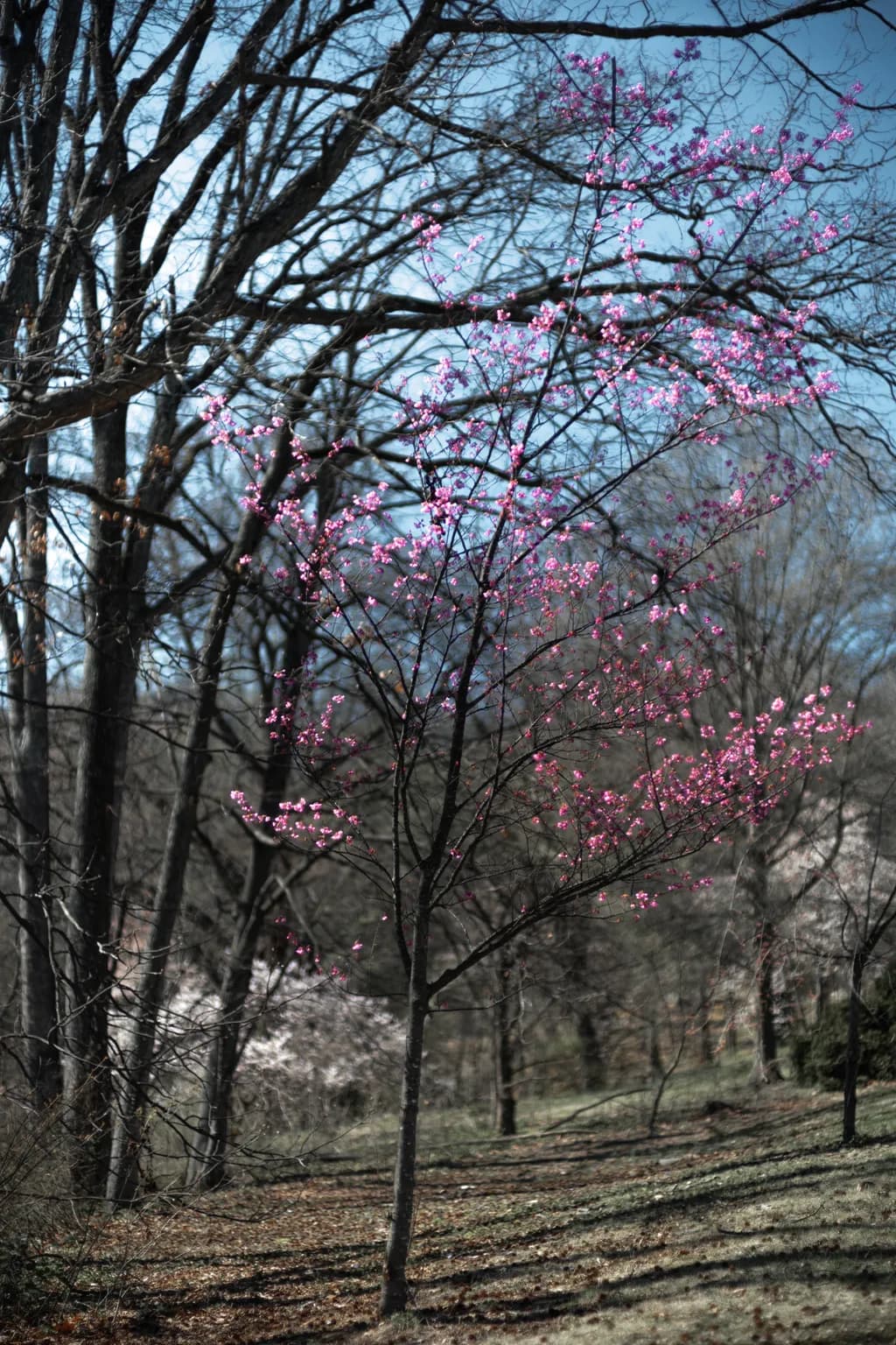 Spring Blossoms