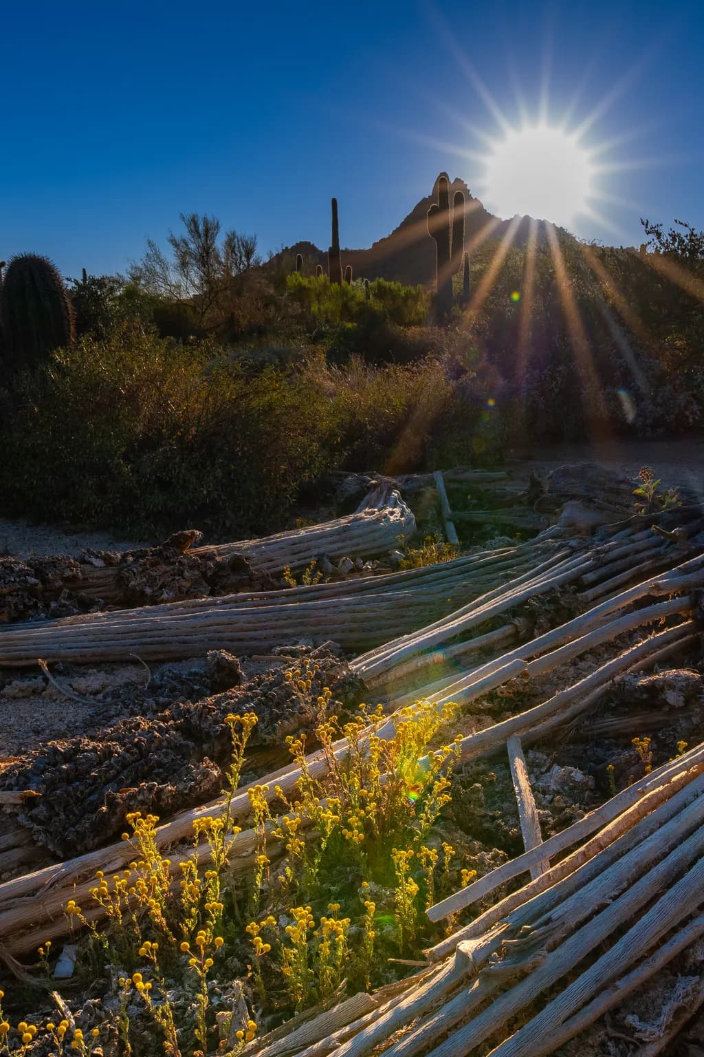 Desert Light Rays