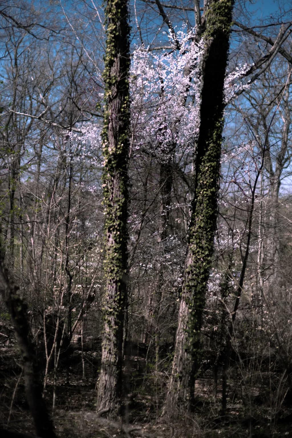 Spring Blossoms