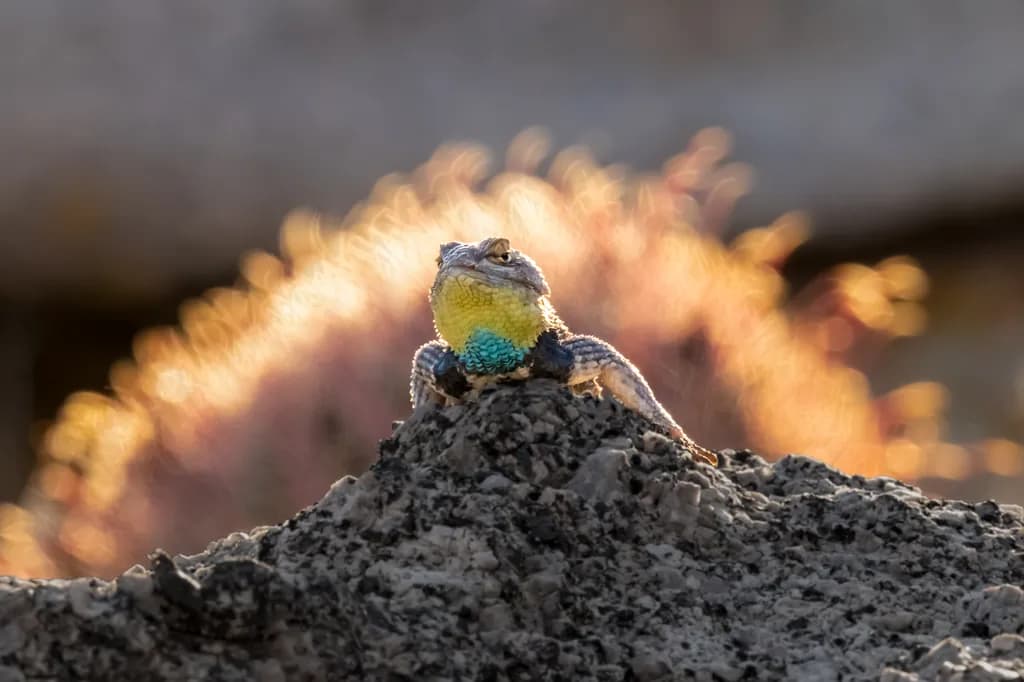 Sunlit Perch