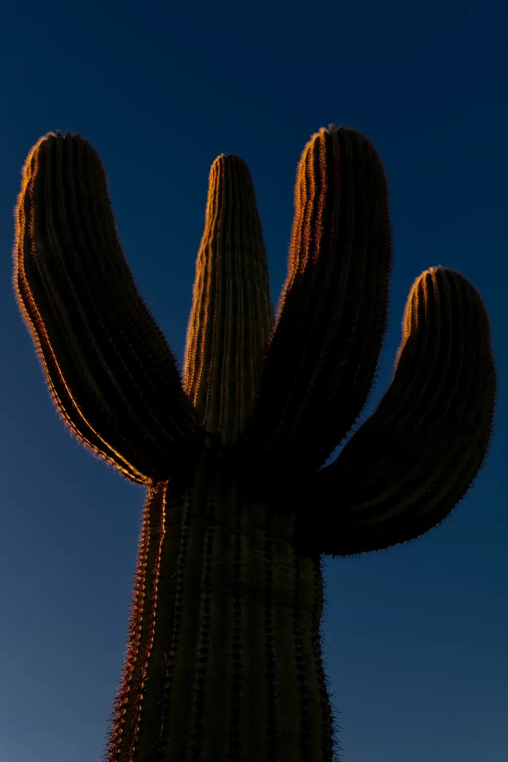 Sunset Spines