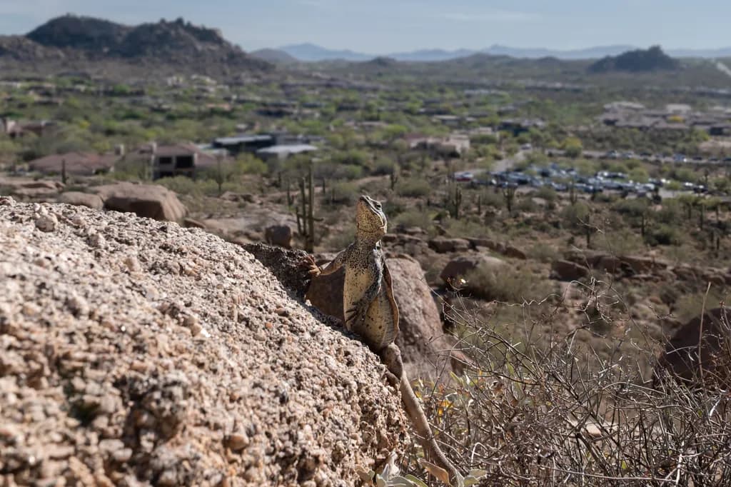 Desert Sentinel
