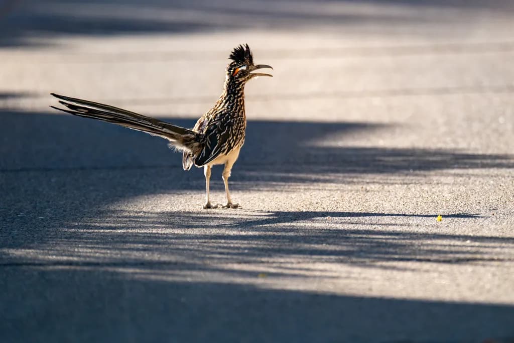 Desert Roadrunner