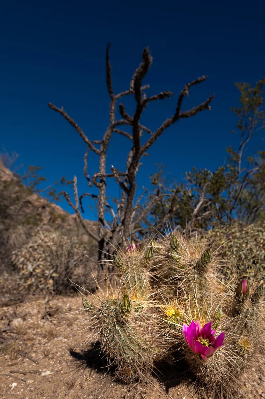 Desert Bloom