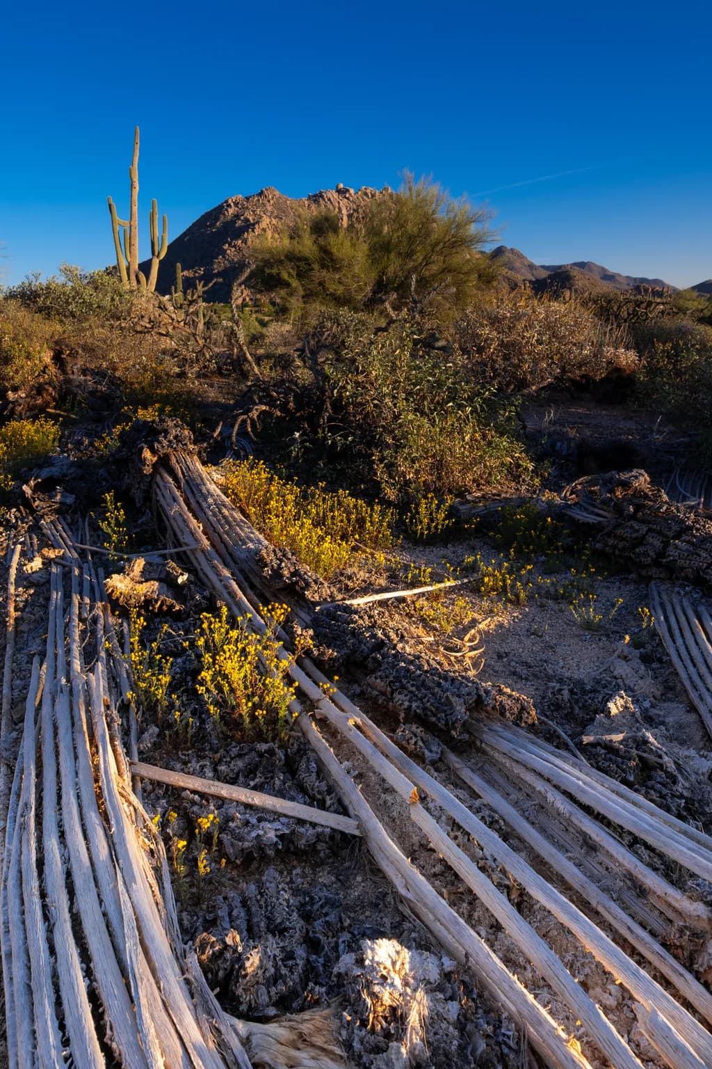 Desert Remnants
