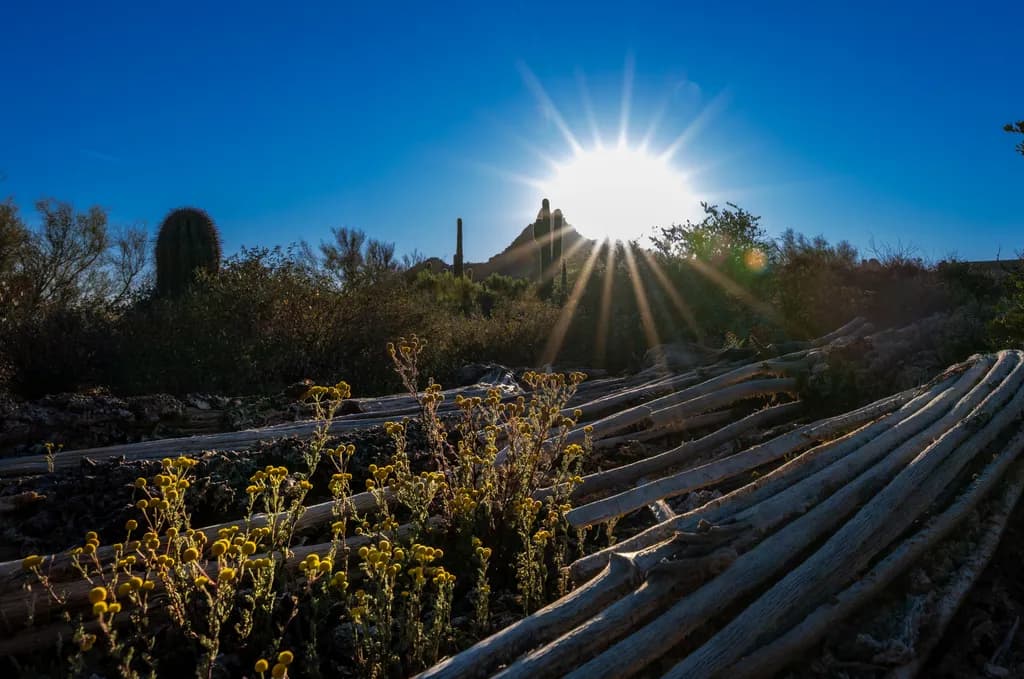 Desert Sunrise Rays
