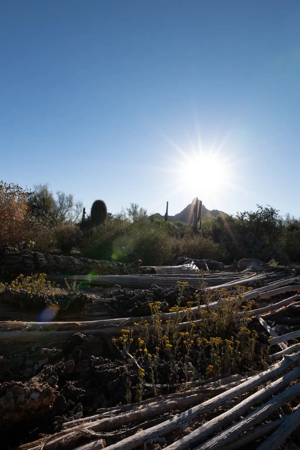 Desert Sunburst