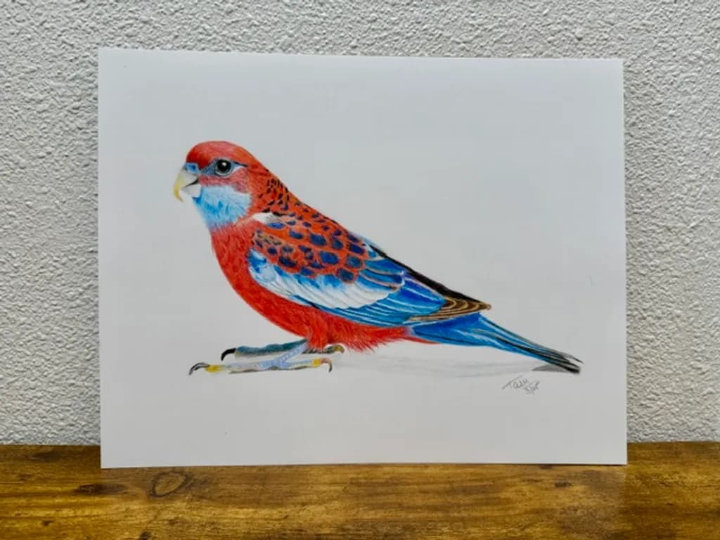 Crimson Bluebird