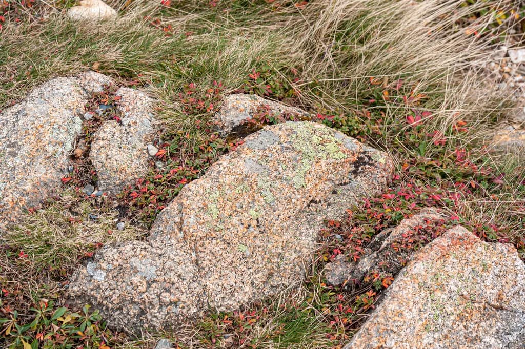 Rocky Autumn Ground