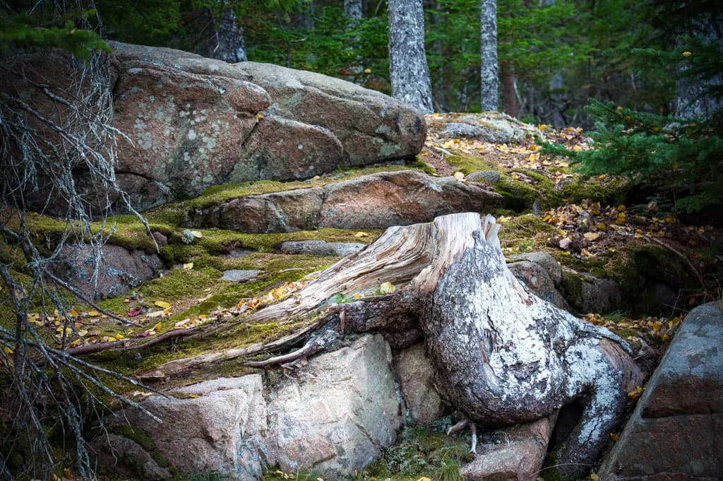 Forest Roots Entwined
