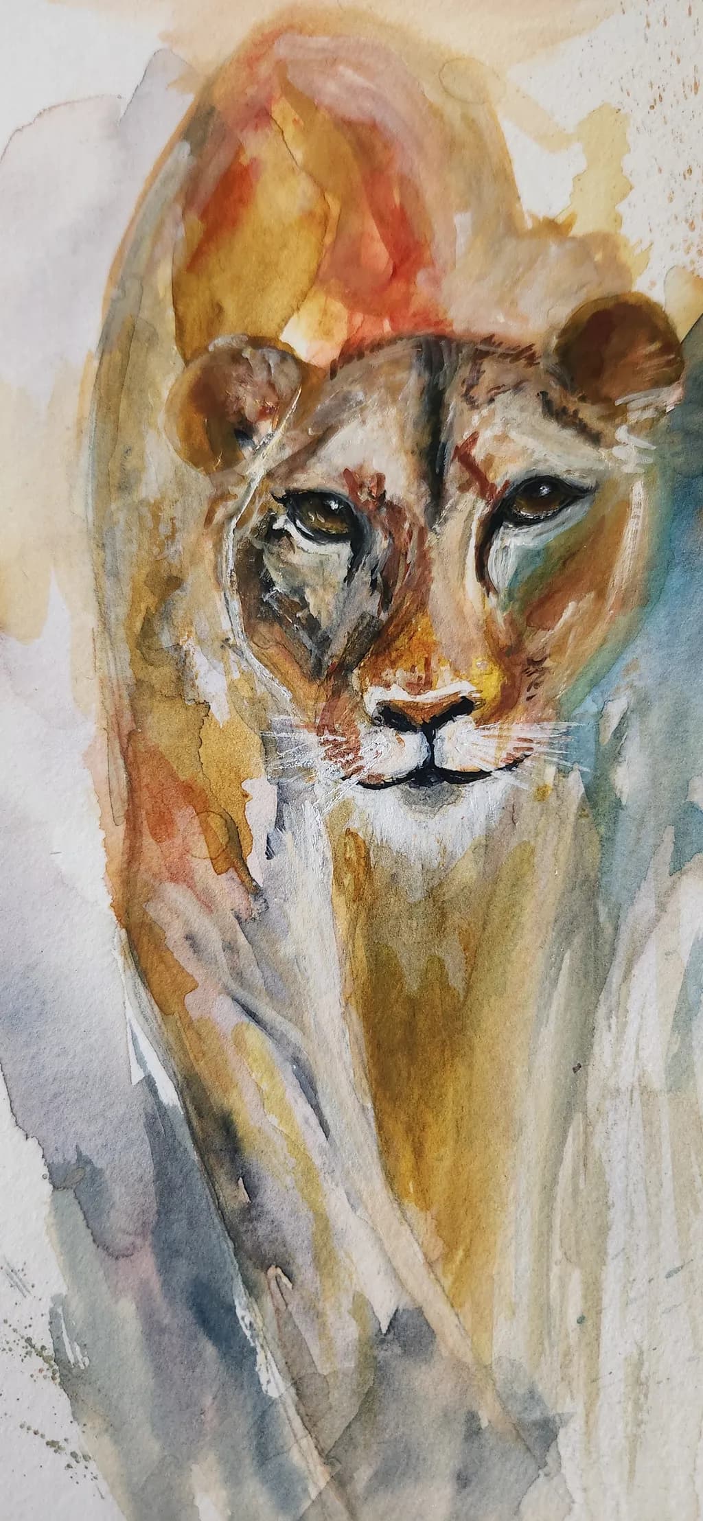 Lioness Gaze