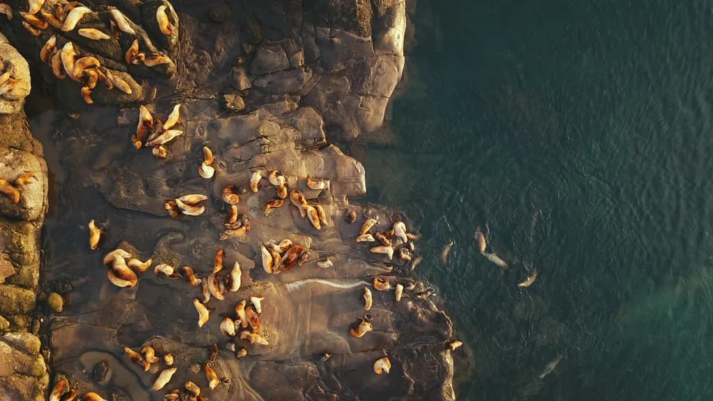 Coastal Seal Gathering