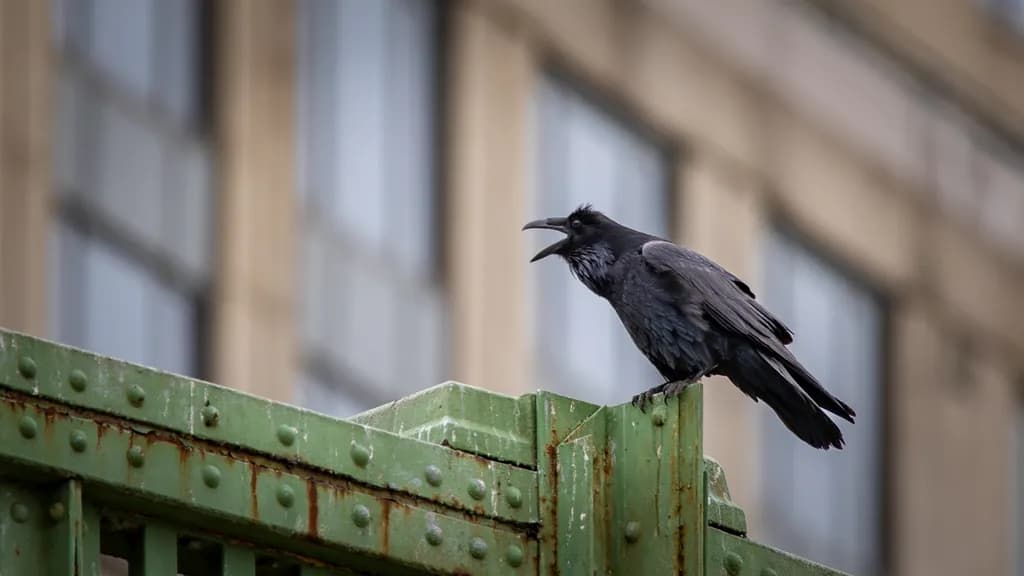 Urban Raven Call