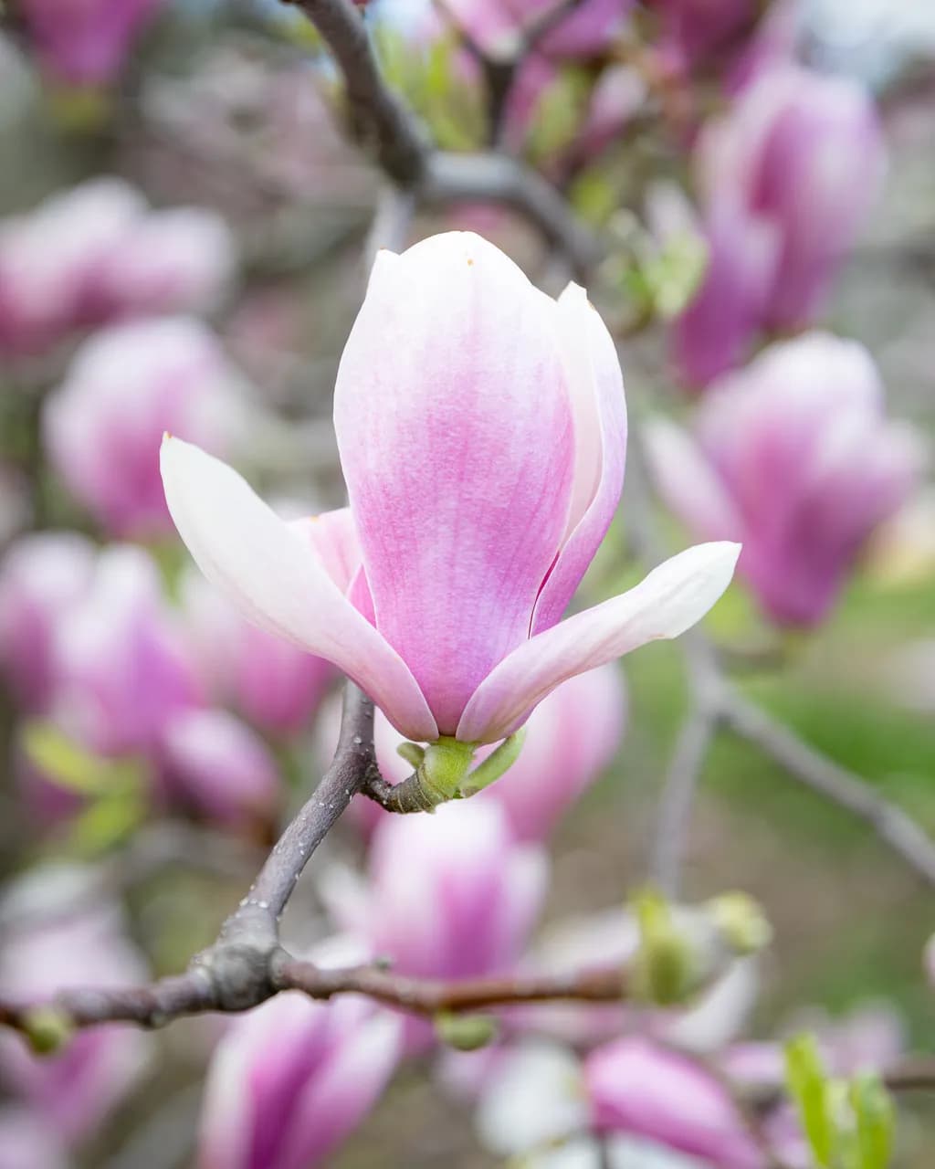Blushing Magnolia