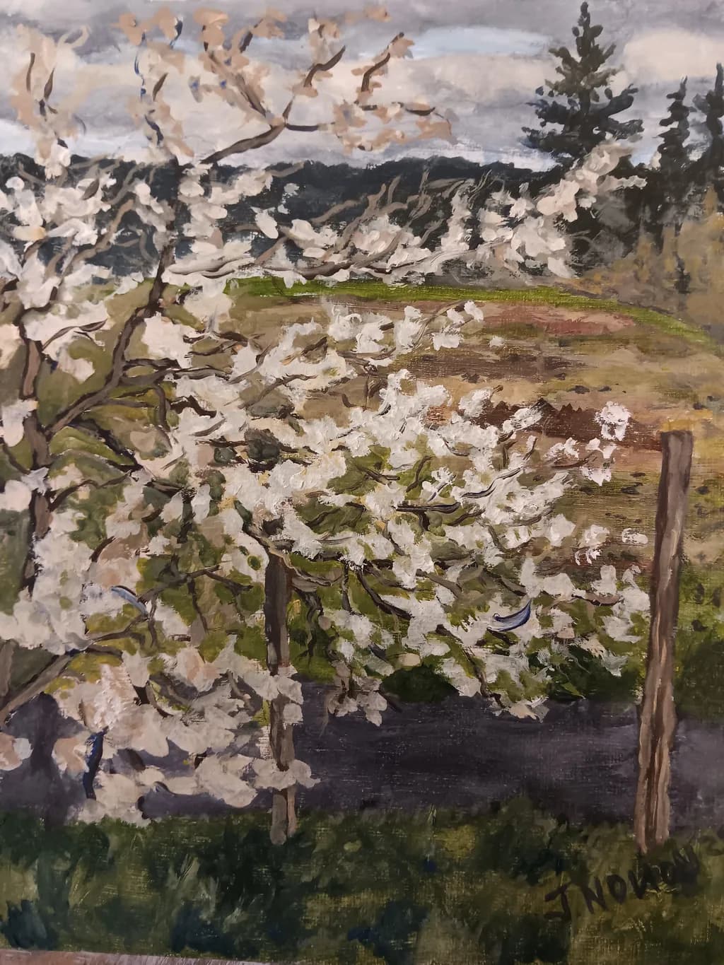 Spring Blossoms