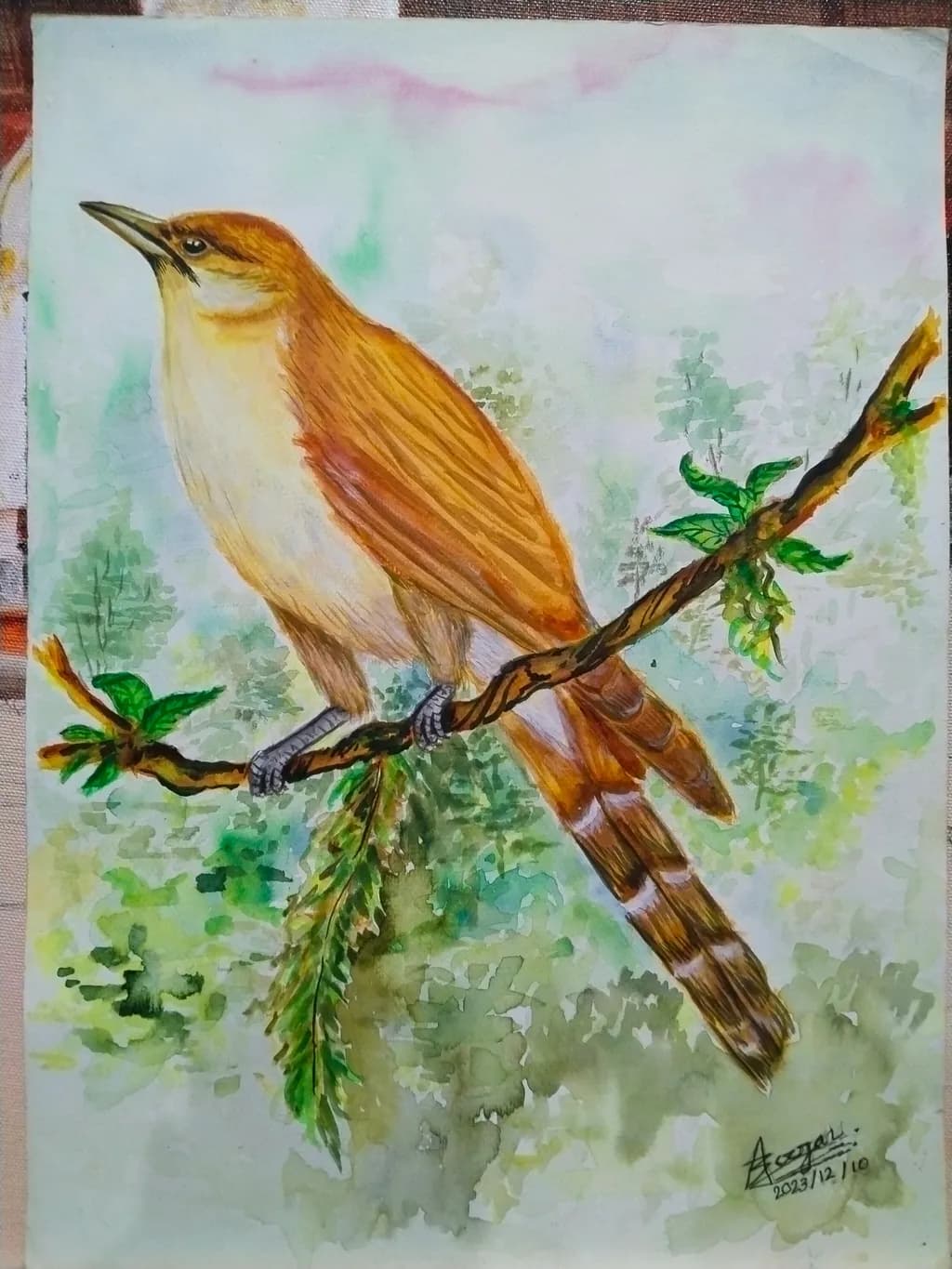 Amber Perch