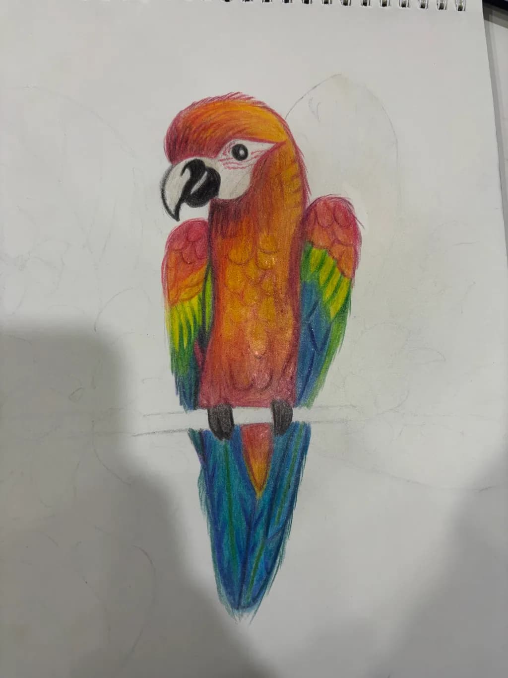 Rainbow Macaw