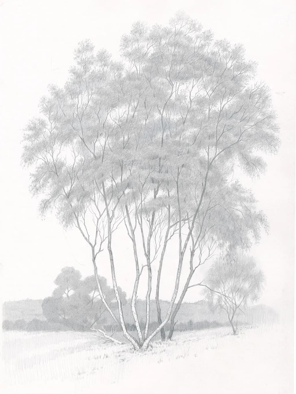 The Birches
