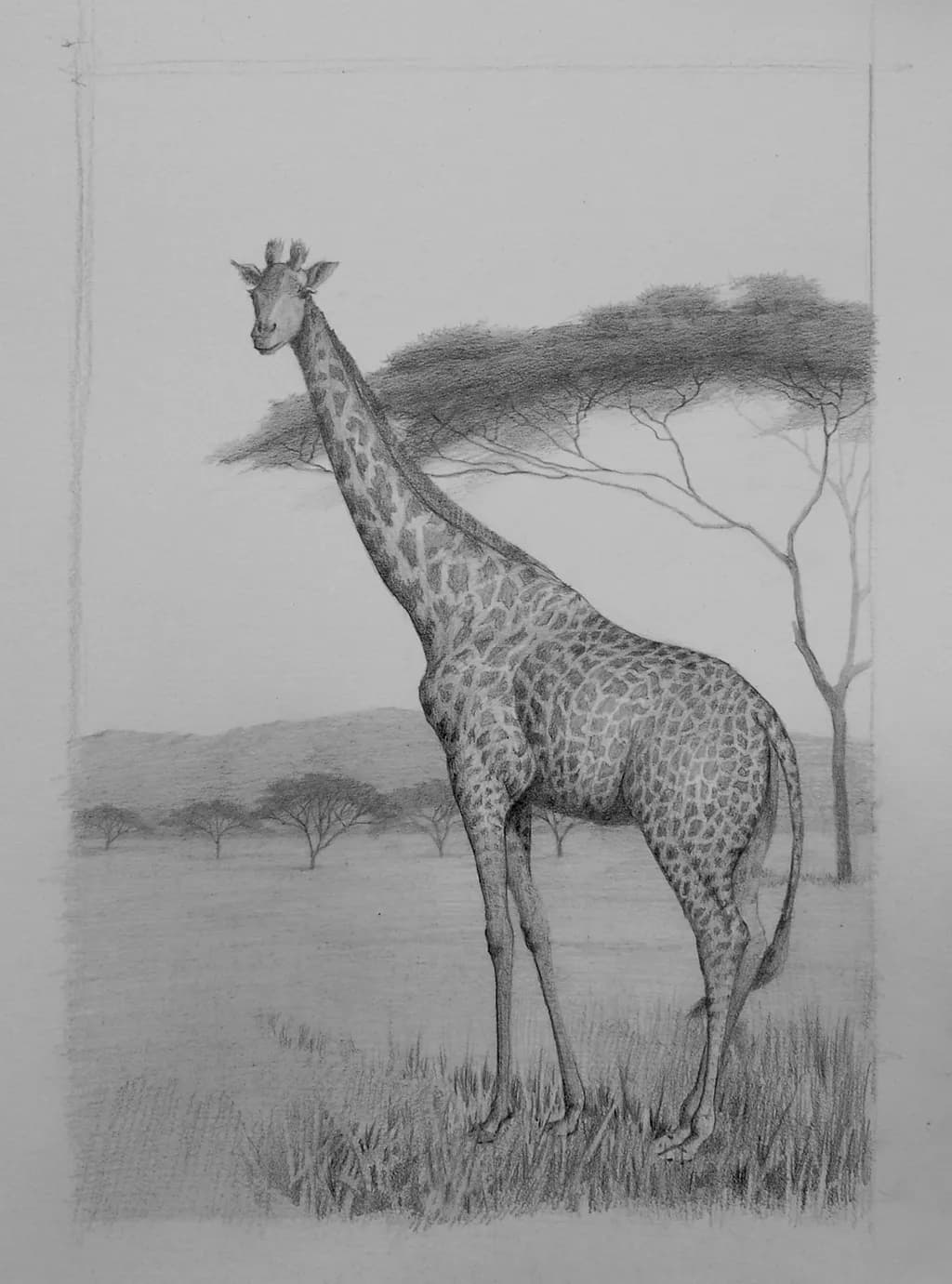 Giraffe #3
