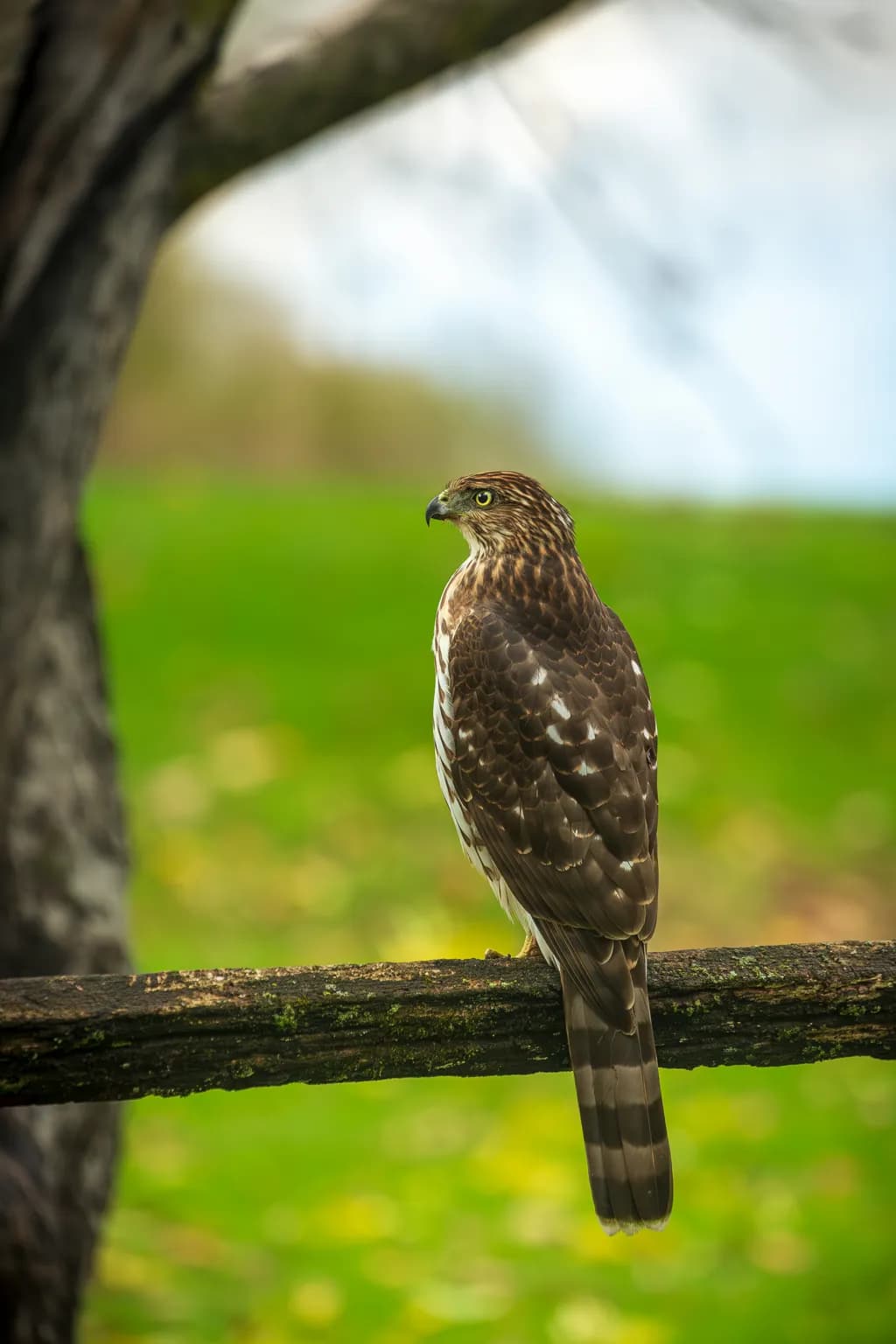 Cooper's Hawk Vigilance