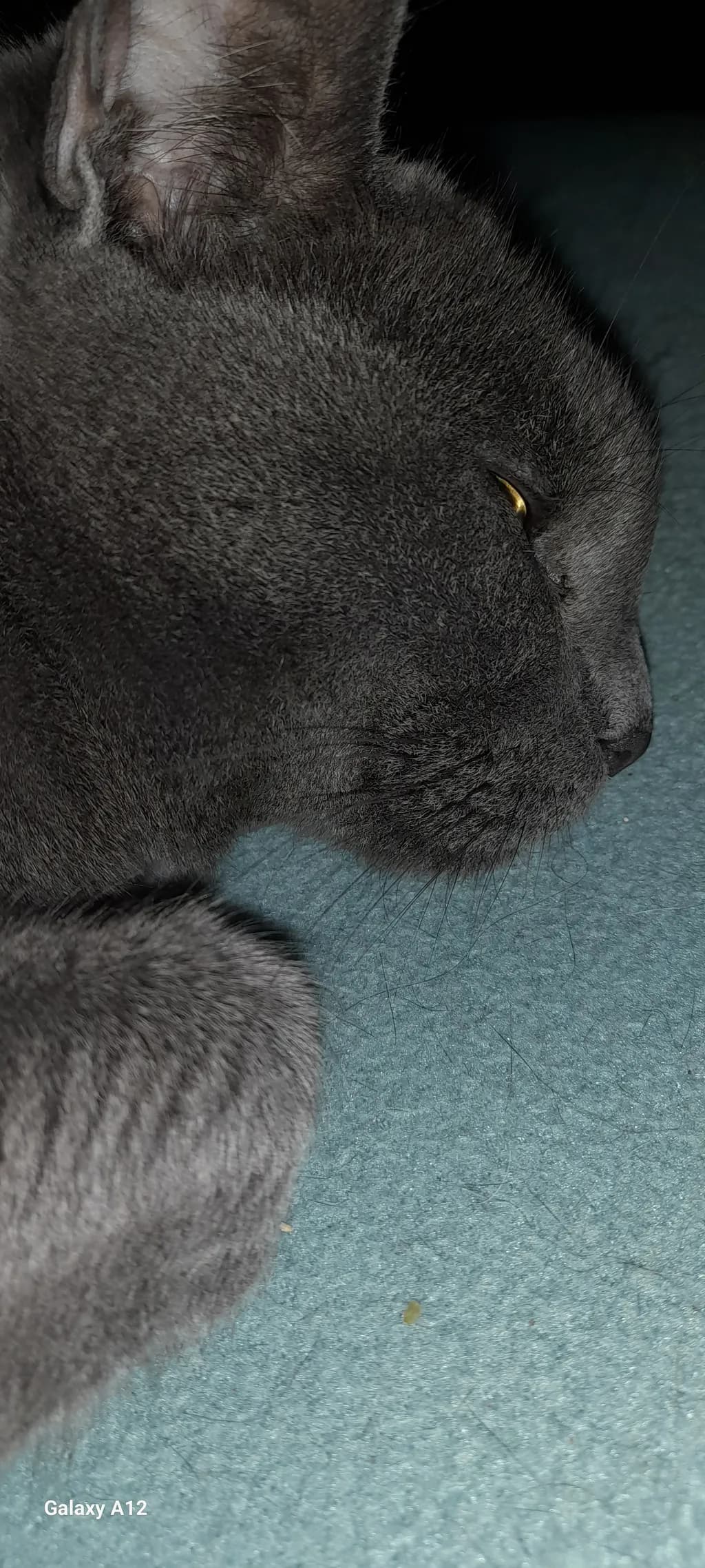 Quiet Companion