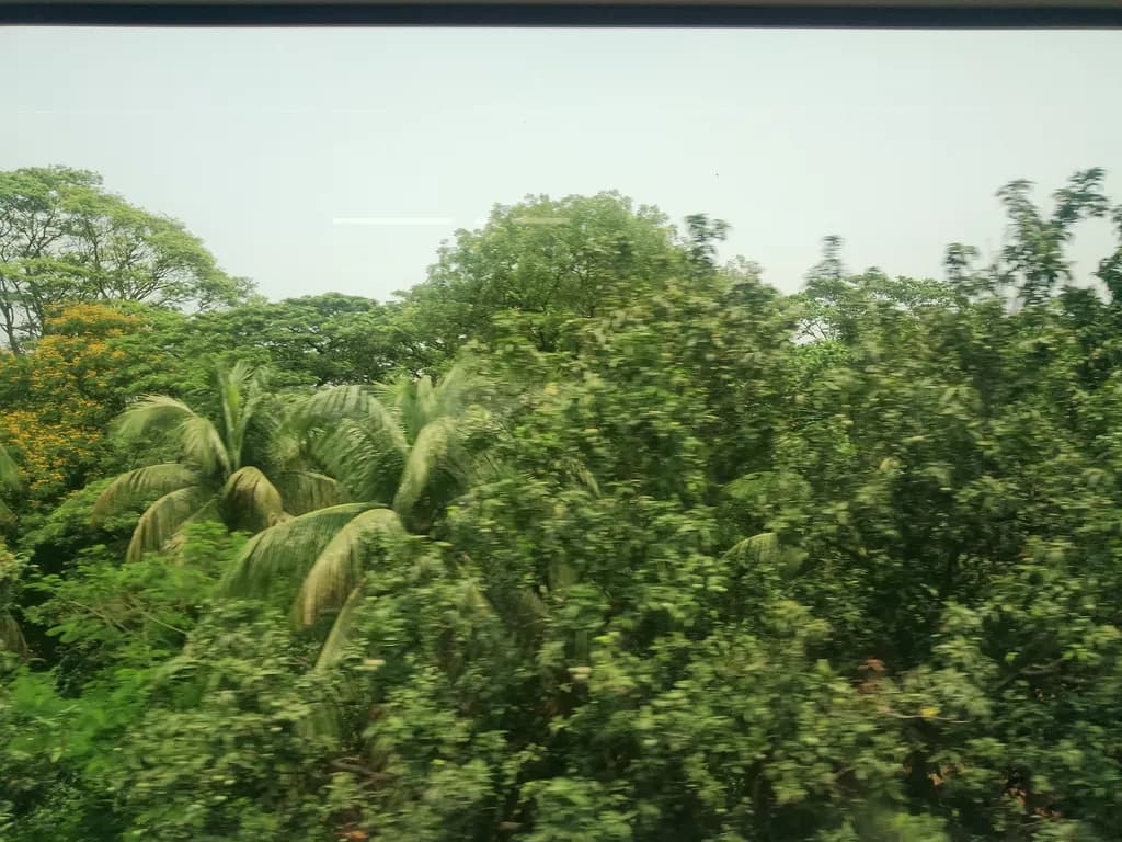 Dense Tropical Canopy