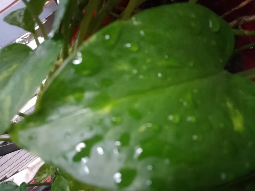 Dewdrop Leaf