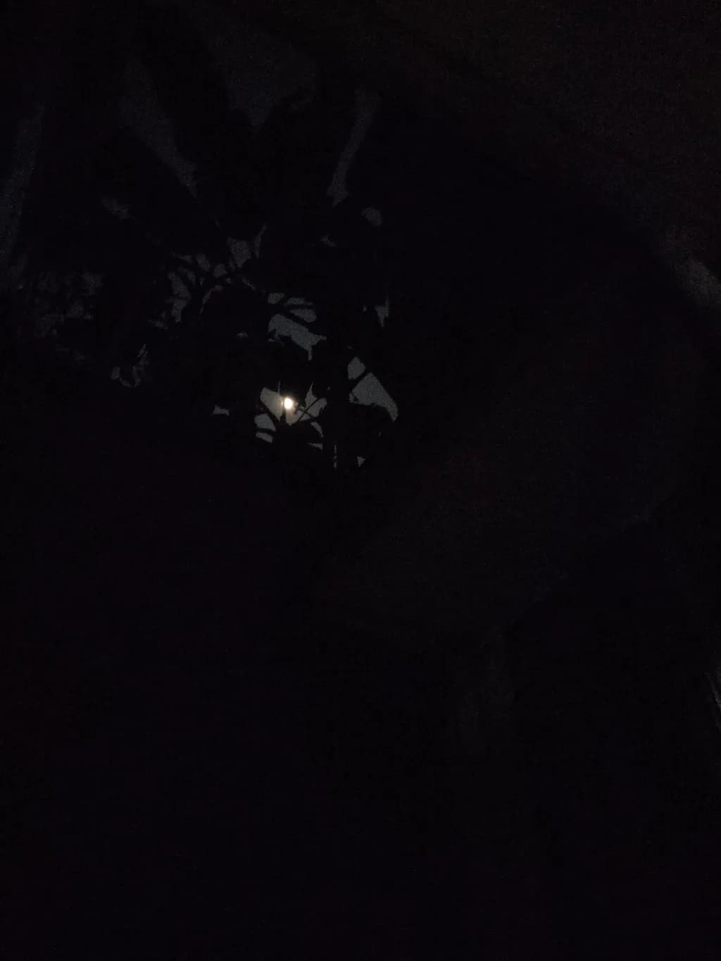 Moonlit Silhouette