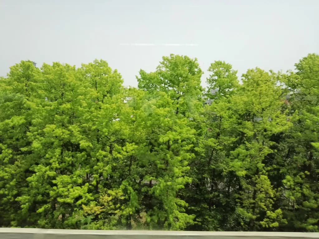 Verdant Canopy
