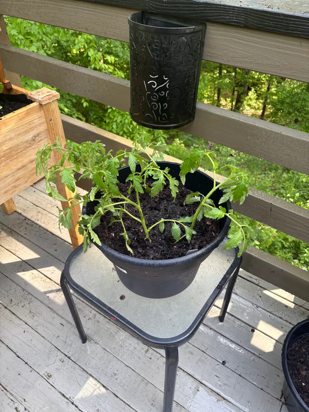 Balcony Tomato Growth