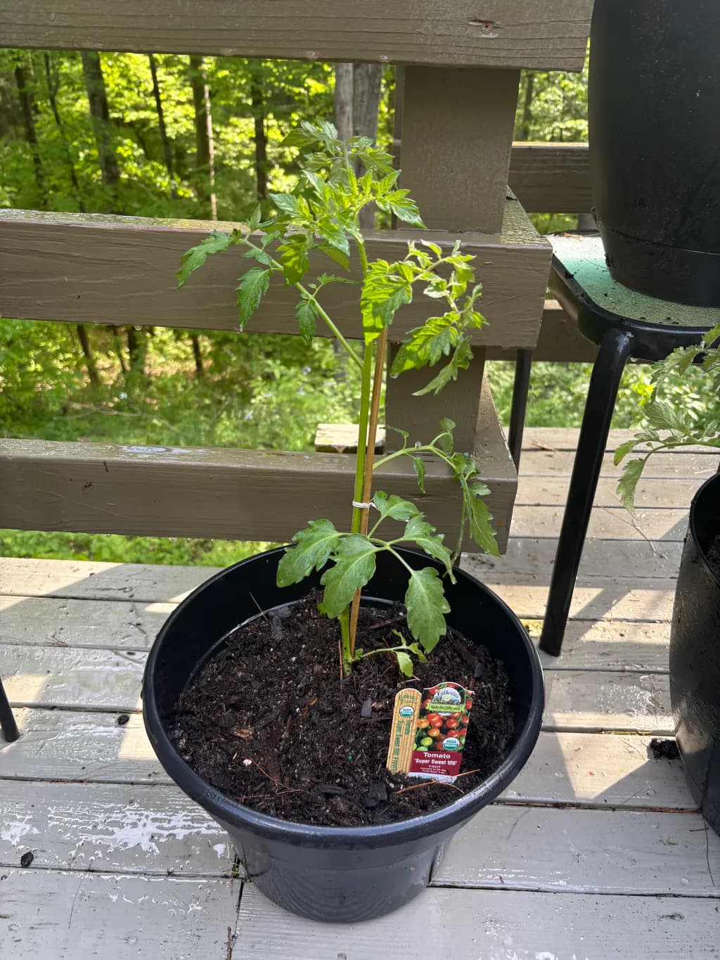 Super Sweet 100 Tomato Plant