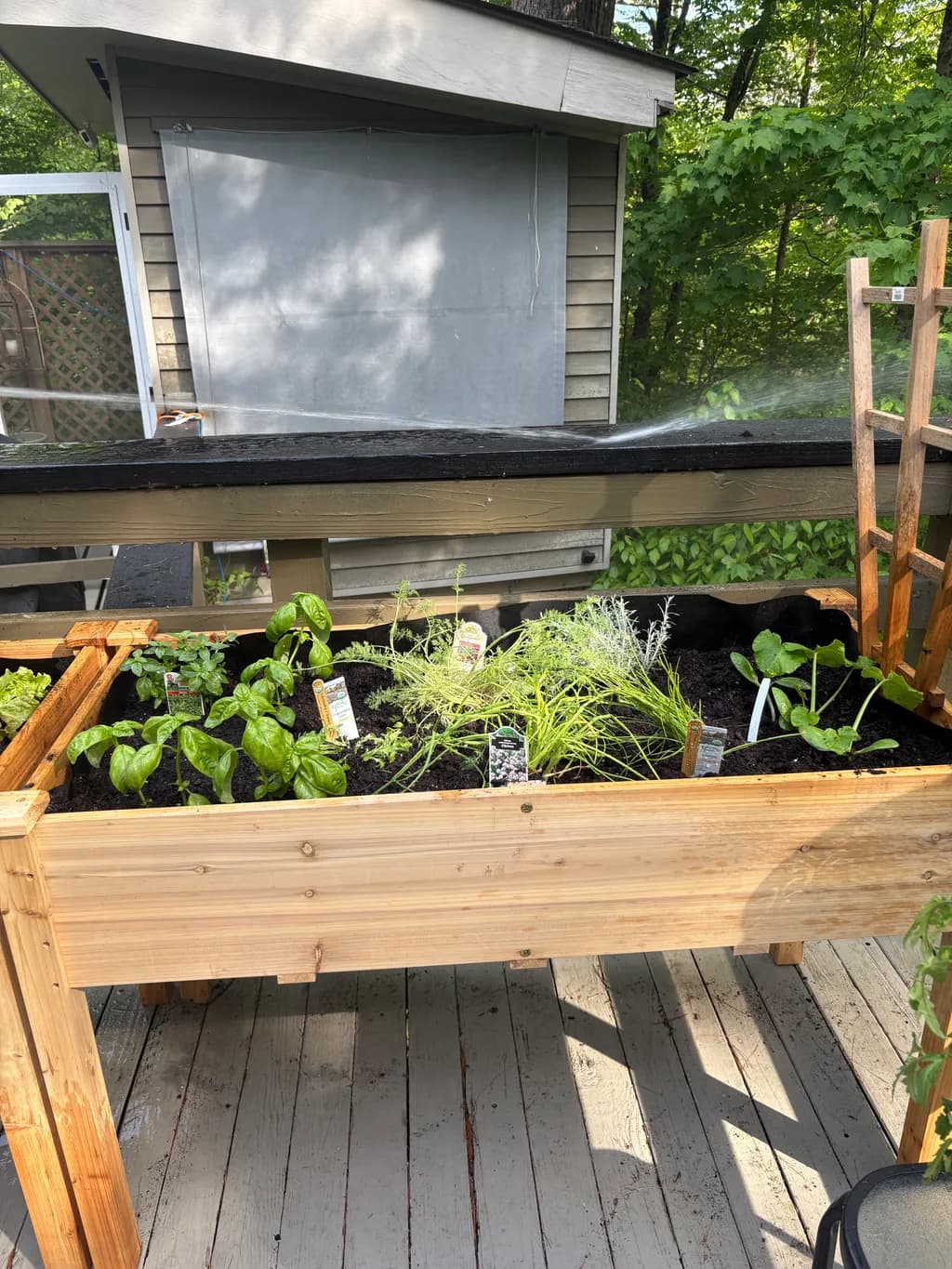 Herb Garden Sprout