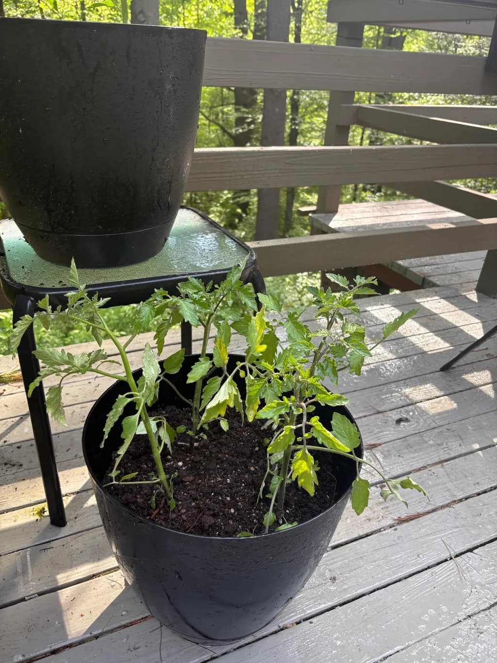 Potted Tomato Growth