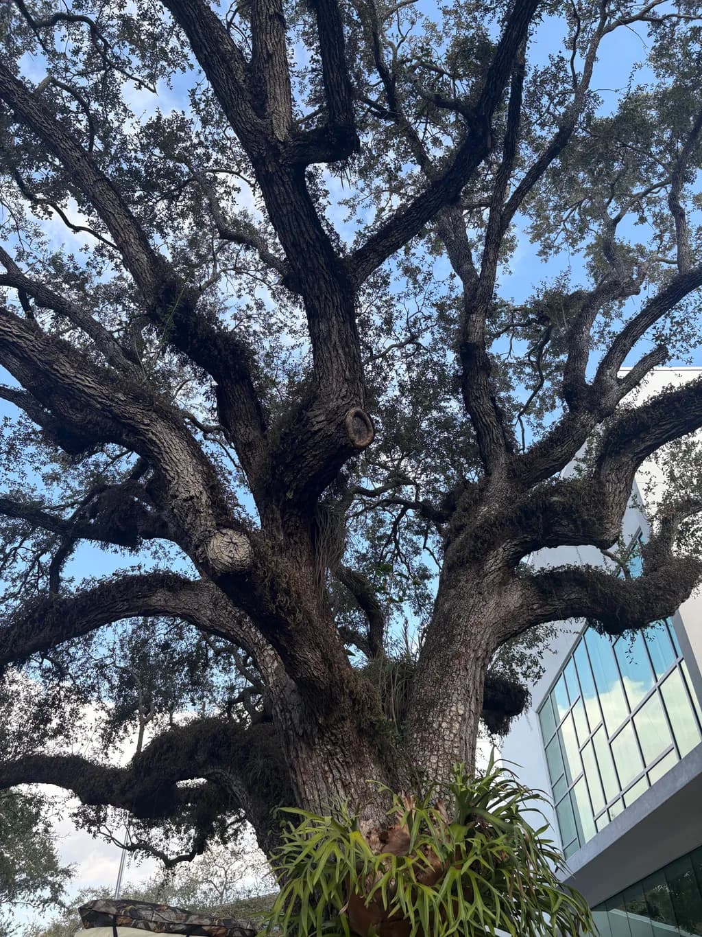 Urban Oak Majesty