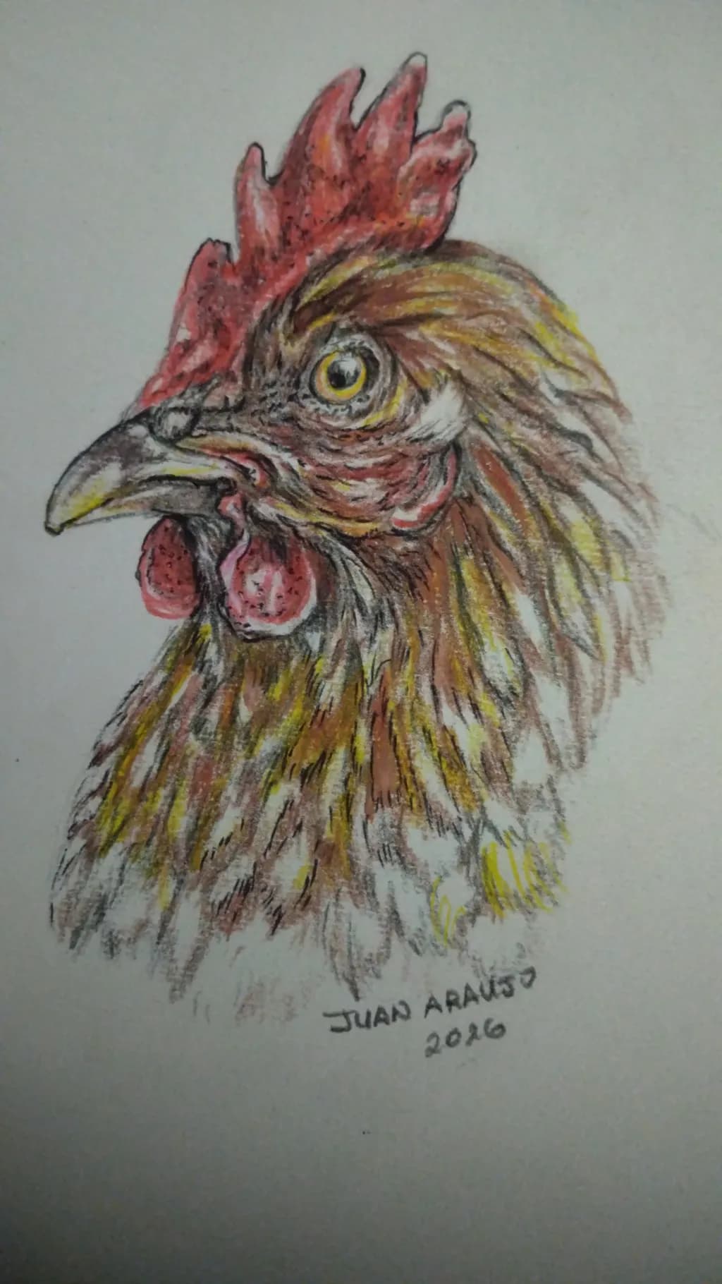 Rooster Gaze