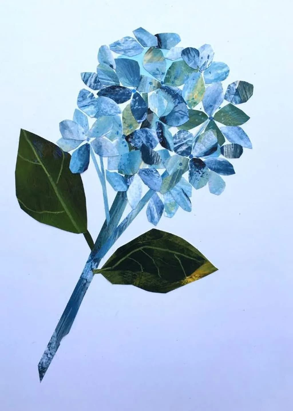 Layered Blue Hydrangea