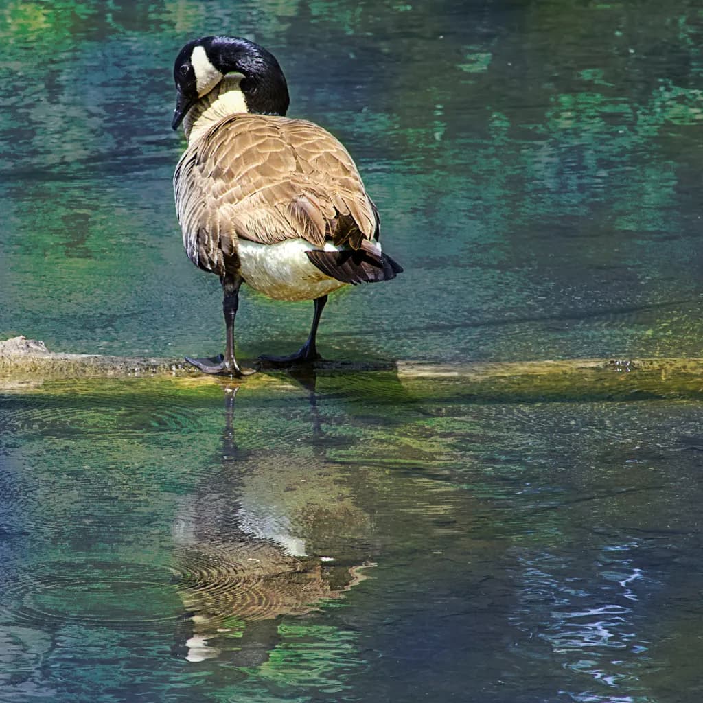 Still Reflection