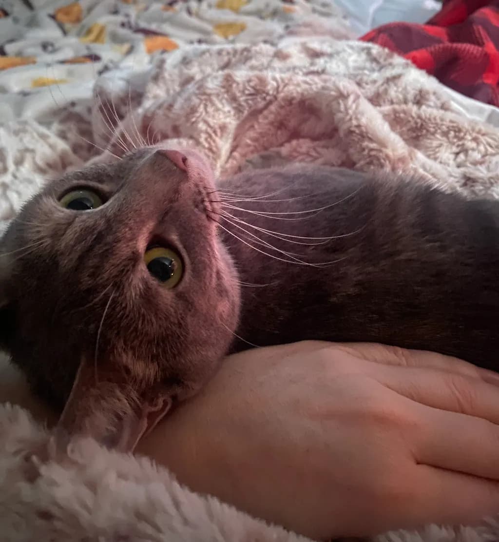 Cozy Gaze