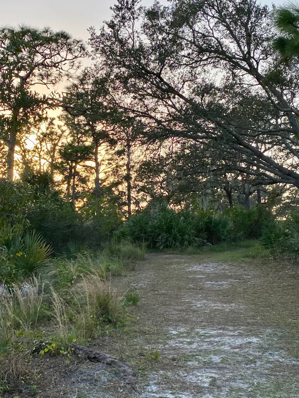 Dusk Trail