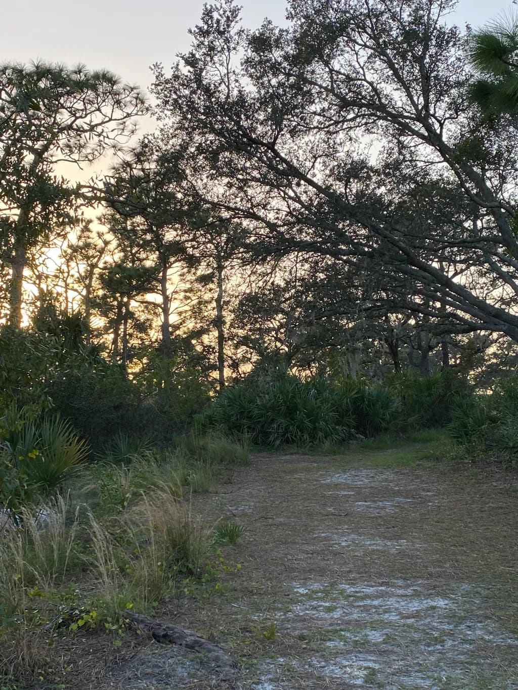 Sunset Woodland Trail