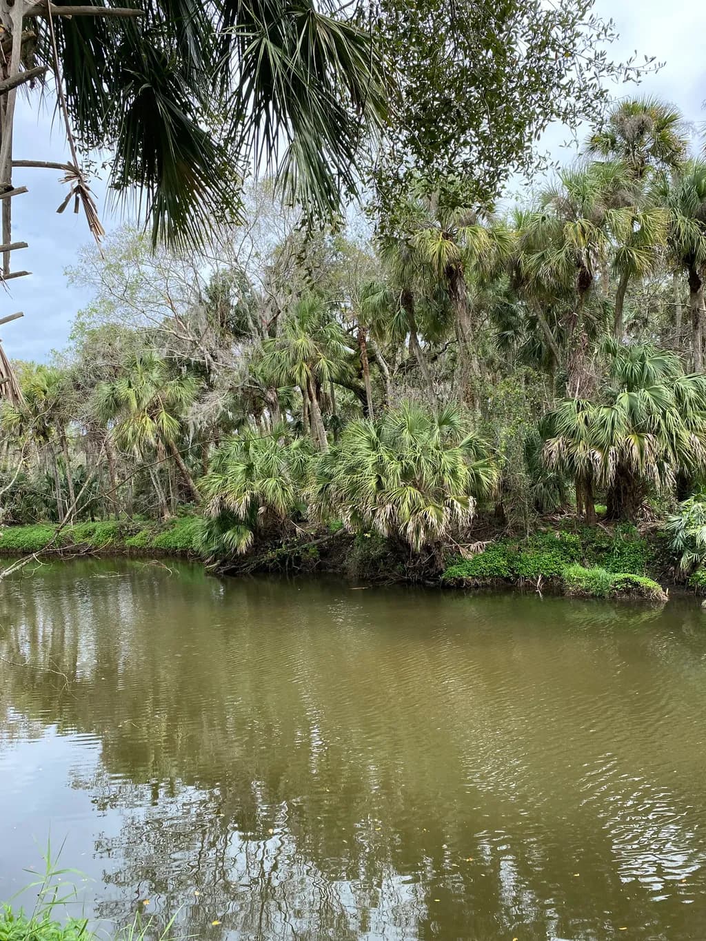Mossy Riverbank