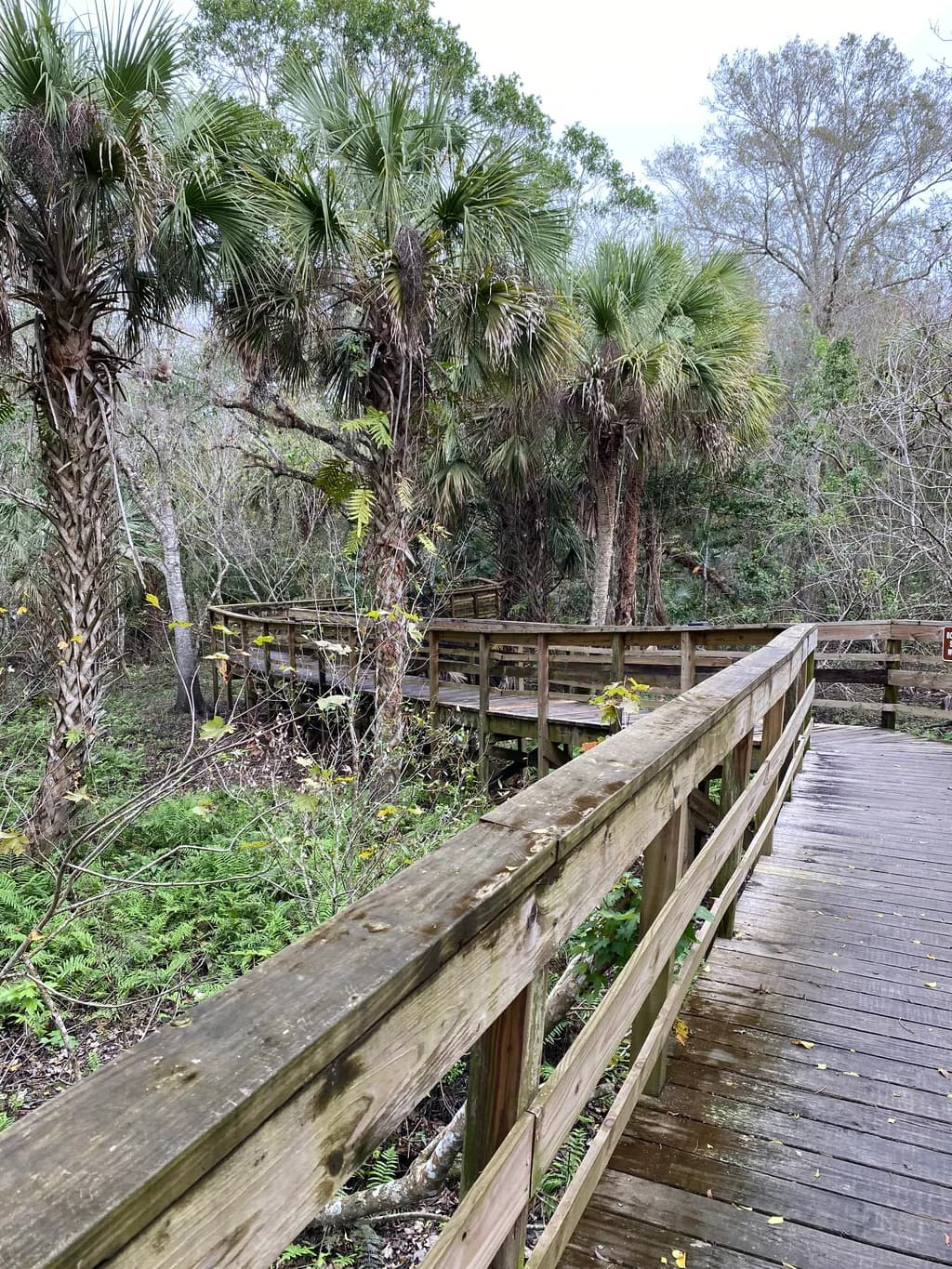 Palm Walkway
