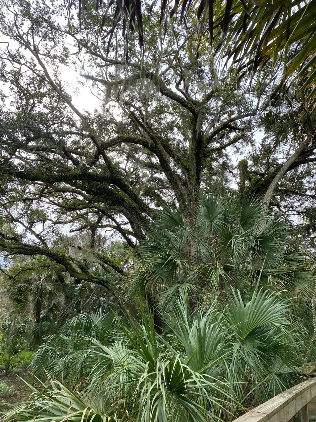 Southern Oak Canopy
