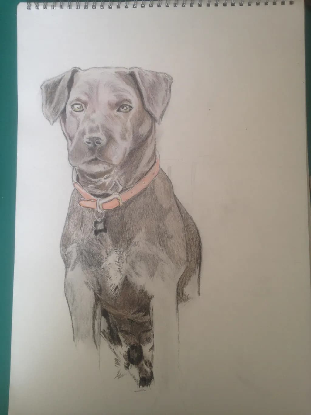 Pensive Pup Portrait
