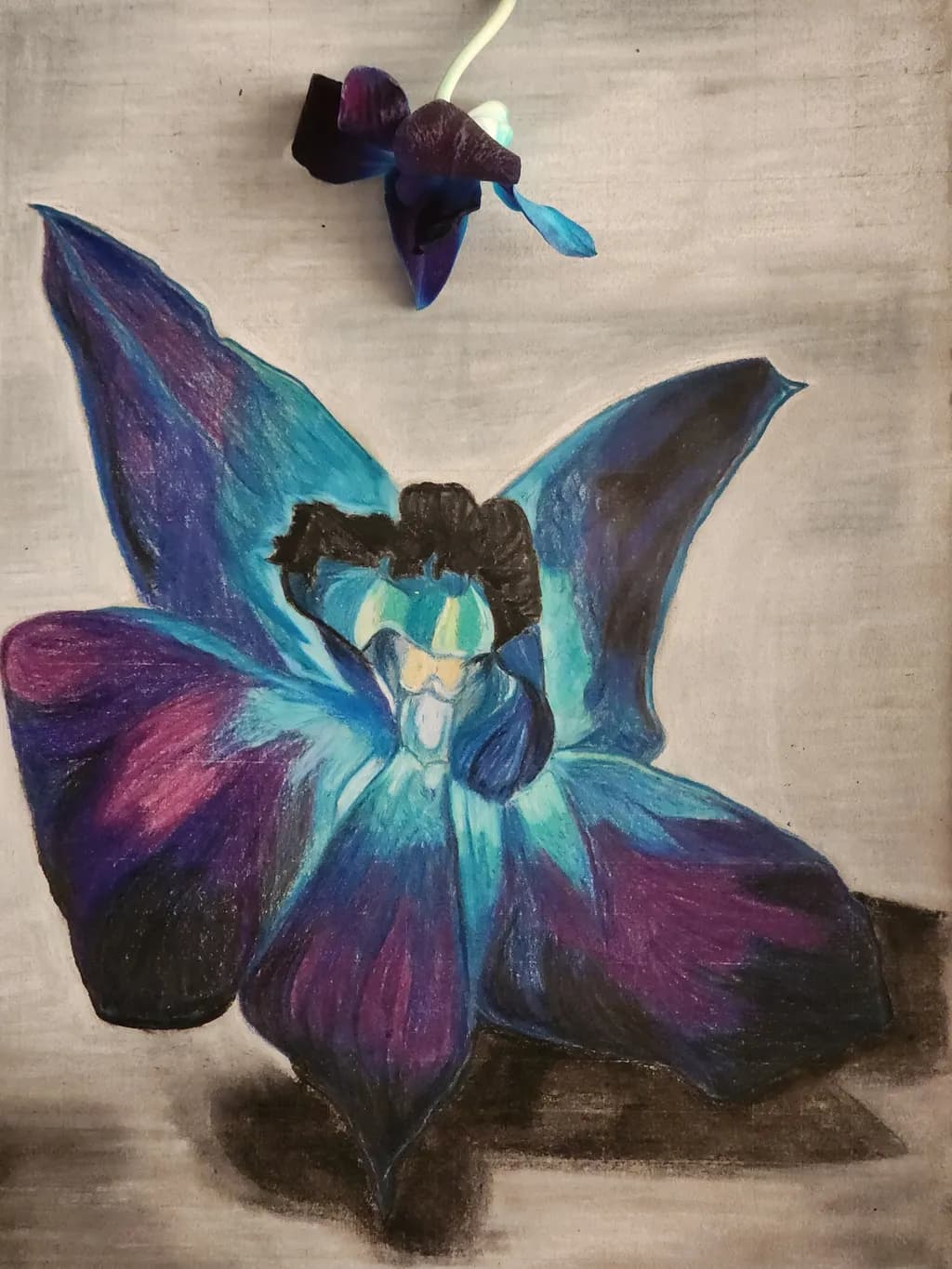 Blue Orchid Bloom