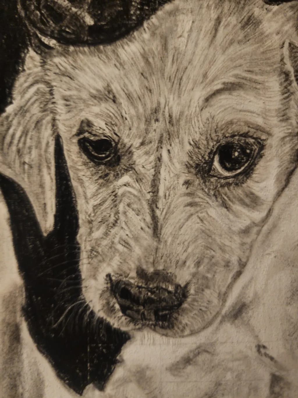 Contemplative Canine
