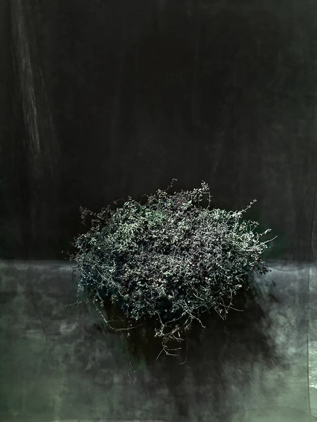 Isolated Thicket