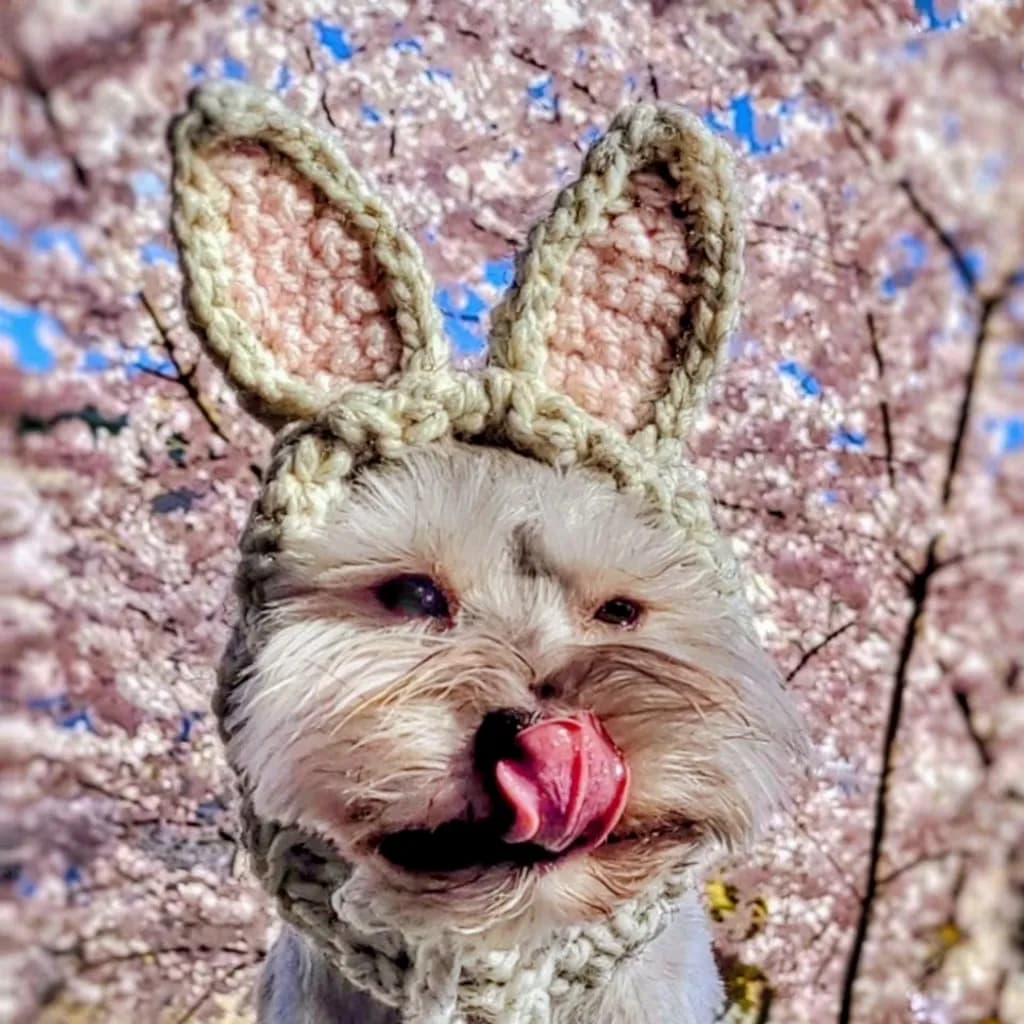 Bunny Tongue Delight
