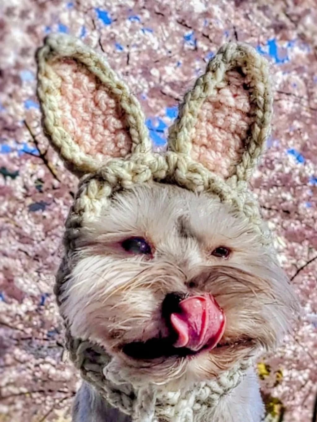 Bunny Tongue Twist