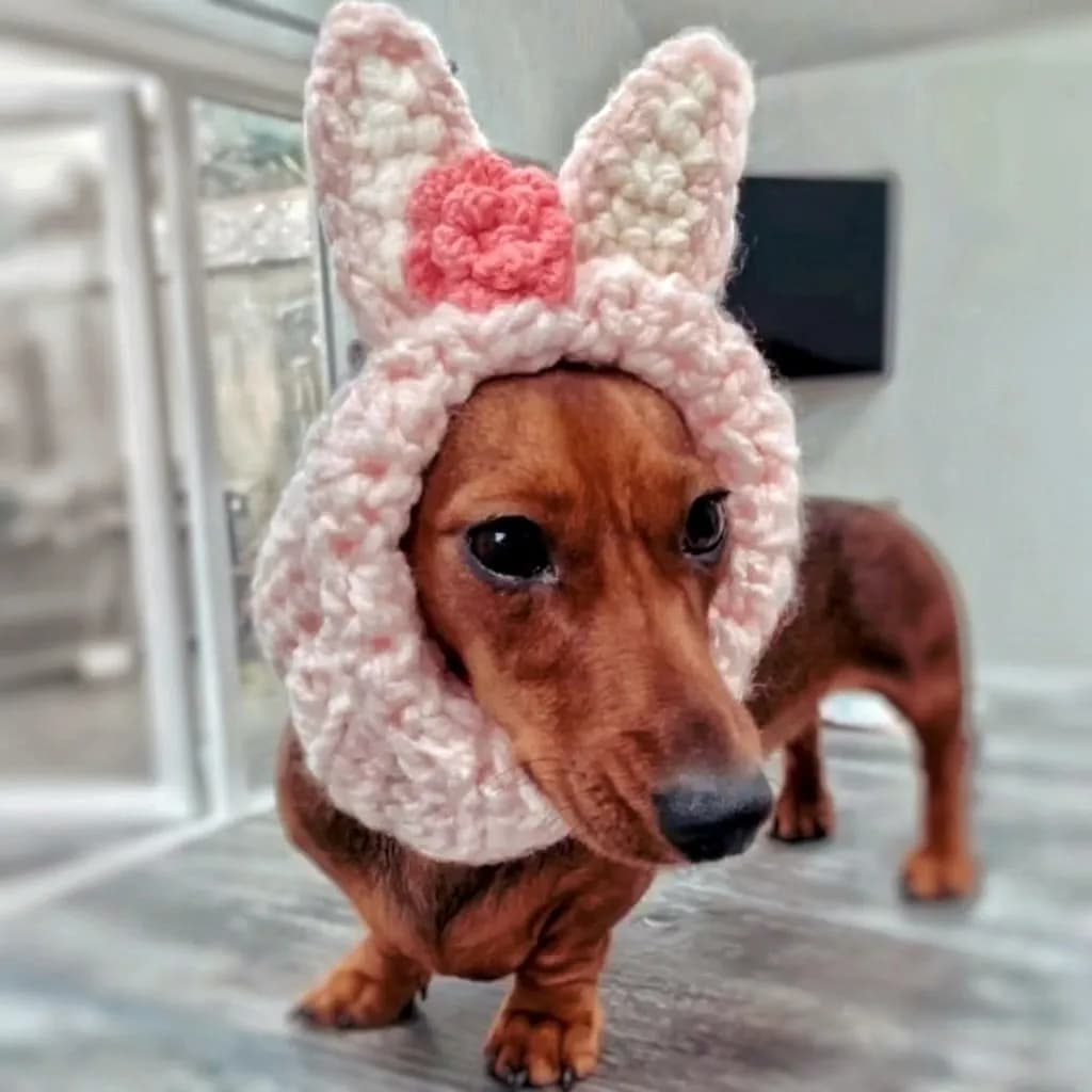 Bunny Ears Pup
